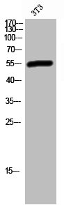 Western Blot analysis of 3T3 cells using eRF3a Polyclonal Antibody Western Blot analysis of 3T3 cells using eRF3a Polyclonal Antibody