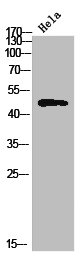 Western Blot analysis of HeLa cells using TBPL2 Polyclonal Antibody Western Blot analysis of HeLa cells using TBPL2 Polyclonal Antibody