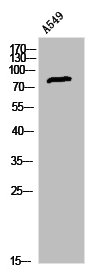 Western Blot analysis of A549 cells using LHR Polyclonal Antibody Western Blot analysis of A549 cells using LHR Polyclonal Antibody