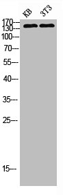 Western blot analysis of kb 3T3 lysis using PLC gamma2 antibody.
