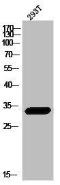 Western Blot analysis of 293T cells using hnRNP C1/2 Polyclonal Antibody Western Blot analysis of 293T cells using hnRNP C1/2 Polyclonal Antibody