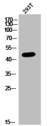 Western Blot analysis of 293T cells using Pax-1 Polyclonal Antibody