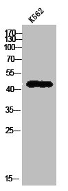 Western Blot analysis of K562 cells using Pepsin A Polyclonal Antibody