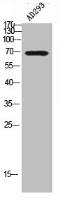 Western Blot analysis of AD293 using SphK2 Polyclonal Antibody