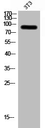 Western Blot analysis of 3T3 cells using ZNF287 Polyclonal Antibody