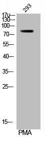 Western Blot analysis of 293 cells using Phospho-Rsk-1 (S380) Polyclonal Antibody Western Blot analysis of 293 cells using Phospho-Rsk-1 (S380) Polyclonal Antibody