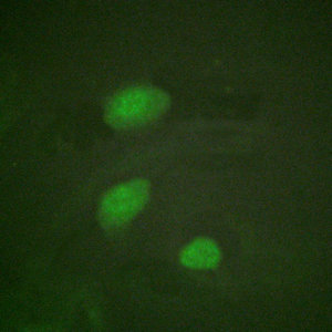Immunofluorescent analysis of Hela cells using CSB-PA060029 at dilution of 1:200 and Alexa Fluor 488-congugated AffiniPure Goat Anti-Rabbit IgG(H+L) Immunofluorescent analysis of Hela cells using CSB-PA060029 at dilution of 1:200 and Alexa Fluor 488-congugated AffiniPure Goat Anti-Rabbit IgG(H+L)
