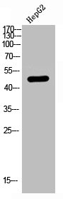 Western Blot analysis of HEPG2 using LPAAT-theta Polyclonal Antibody