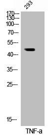 Western Blotting(WB) 1- Phospho-IKBKG (S31) Antibody