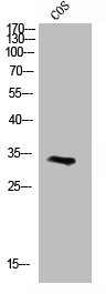 Western Blotting(WB) 1- CCND3 Antibody