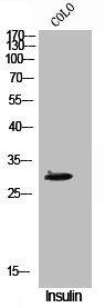 Western Blotting(WB) 1- Phospho-CD40 (T254) Antibody
