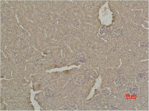 Immunohistochemical analysis of paraffin-embedded Mouse Kidney Tissue using SOD1 Polyclonal Antibody. Immunohistochemical analysis of paraffin-embedded Mouse Kidney Tissue using SOD1 Polyclonal Antibody.