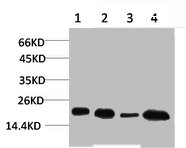 Western blot analysis of 1) Hela, 2) MCF7, 3) Mouse Brain Tissue, 4) Rat Brain Tissue using SOD1 Polyclonal Antibody.
