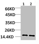 Western blot analysis of 1) Hela, 2) 3T3 using Histone H3 Polyclonal Antibody.