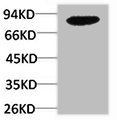 Western blot analysis of HepG2 using PI 3-Kinase p85beta Polyclonal Antibody.