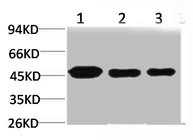 Western blot analysis of 1) Hela, 2) 3T3, 3) PC12 using MEK-1 Polyclonal Antibody.