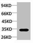 Western blot analysis of Hela using Caspase-3 Polyclonal Antibody.