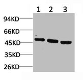 Western blot analysis of 1) Hela, 2) 3T3, 3) PC12 using MEK-5 Polyclonal Antibody.