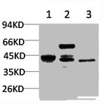 Western Blotting(WB) 1- CASP8 Antibody