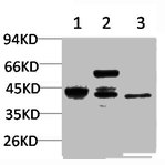 Western blot analysis of 1) Hela, 2) Raw 264.7, 3) PC12 using Caspase-8 Polyclonal Antibody.