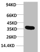 Western blot analysis of Hela using GAPDH Polyclonal Antibody.