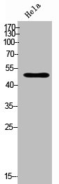 Western Blot analysis of HeLa cells using SUHW1 Polyclonal Antibody