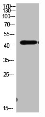 Western Blot analysis of MOUSE-BRIAN cells using Antibody diluted at 1000. Secondary antibody was diluted at 1:20000