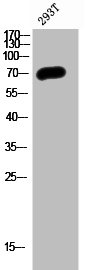 Western Blot analysis of 293T cells using PP2A-B56-delta Polyclonal Antibody