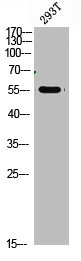 Western Blot analysis of 293t cells using primary antibody diluted at 1:1000(4°C overnight). Secondary antibody:Goat Anti-rabbit IgG IRDye 800( diluted at 1:5000, 25°C, 1 hour) Western Blot analysis of 293t cells using primary antibody diluted at 1:1000(4°C overnight). Secondary antibody:Goat Anti-rabbit IgG IRDye 800( diluted at 1:5000, 25°C, 1 hour)
