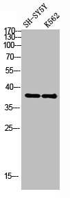 Western Blot analysis of various cells using Antibody diluted at 1:1000. Secondary antibody was diluted at 1:20000