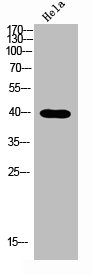 Western Blotting(WB) 1- NODAL Antibody