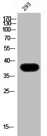 Western Blot analysis of 293 cells using AMPKgamma1 Polyclonal Antibody Western Blot analysis of 293 cells using AMPKgamma1 Polyclonal Antibody