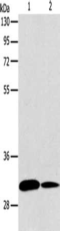 Gel: 12%SDS-PAGE, Lysate: 40 ug, Lane 1-2: NIH/3T3 cells, A172 cells, Primary antibody: CSB-PA028037(ATG5 Antibody) at dilution 1/475, Secondary antibody: Goat anti rabbit IgG at 1/8000 dilution, Exposure time: 20 seconds