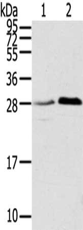 Gel: 12%SDS-PAGE,Lysate: 40 ug,Lane 1-2: 231 cells, A172 cells,Primary antibody: CSB-PA053790(TMED1 Antibody) at dilution 1/400 dilution,Secondary antibody: Goat anti rabbit IgG at 1/8000 dilution,Exposure time: 40 seconds