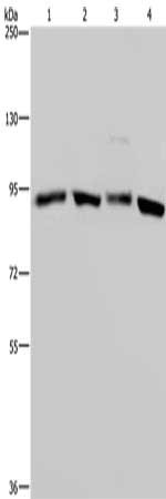 Western Blotting(WB) - HSP90AA1 Antibody