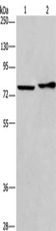 Western Blotting(WB) - CD33 Antibody