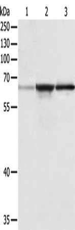Western Blotting(WB) - TRAF6 Antibody