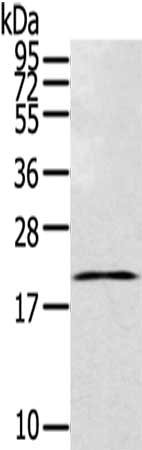 Gel: 12%SDS-PAGE,Lysate: 40 ug, Primary antibody: CSB-PA118536(TEX37 Antibody) at dilution 1/200 dilution,Secondary antibody: Goat anti rabbit IgG at 1/8000 dilution,Exposure time: 20 seconds