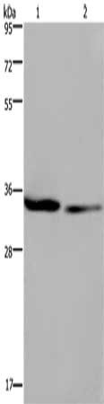 Gel: 8%SDS-PAGE, Lysate: 40 ug, Lane 1-2: 293T cells, A549 cells, Primary antibody: CSB-PA127307(EMD Antibody) at dilution 1/1600, Secondary antibody: Goat anti rabbit IgG at 1/8000 dilution, Exposure time: 5 seconds