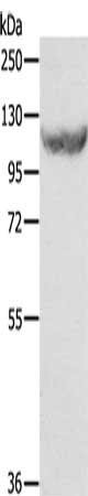Gel: 8%SDS-PAGE, Lysate: 40 ug, Lane: HT29 cells, Primary antibody: CSB-PA127898(EIF2AK3 Antibody) at dilution 1/500, Secondary antibody: Goat anti rabbit IgG at 1/8000 dilution, Exposure time: 1 minute