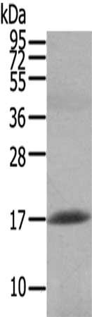 Gel: 12%SDS-PAGE,Lysate: 40 ug, Primary antibody: CSB-PA128010(HCRT Antibody) at dilution 1/200 dilution,Secondary antibody: Goat anti rabbit IgG at 1/8000 dilution,Exposure time: 40 seconds