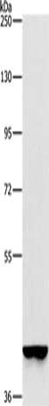 Gel: 6%SDS-PAGE, Lysate: 40 ug, Lane: A549 cells, Primary antibody: CSB-PA130107(GAPDHS Antibody) at dilution 1/375, Secondary antibody: Goat anti rabbit IgG at 1/8000 dilution, Exposure time: 20 seconds