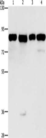 Gel: 8%SDS-PAGE, Lysate: 40 ug, Lane 1-4: Hela cells, 231 cells, hepG2 cells, Raji cells, Primary antibody: CSB-PA133797(MAD1L1 Antibody) at dilution 1/500, Secondary antibody: Goat anti rabbit IgG at 1/8000 dilution, Exposure time: 1 second