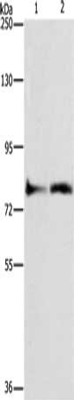 Gel: 10%SDS-PAGE, Lysate: 40 ug, Lane 1-2: Lovo cells, mouse heart tissue, Primary antibody: CSB-PA133826(ASAH2 Antibody) at dilution 1/270, Secondary antibody: Goat anti rabbit IgG at 1/8000 dilution, Exposure time: 40 seconds