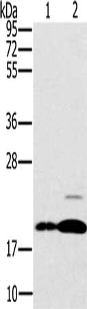 Gel: 10%SDS-PAGE, Lysate: 40 ug, Lane 1-2: Mouse brain tissue, Mouse heart tissue, Primary antibody: CSB-PA137436(PTP4A2 Antibody) at dilution 1/200, Secondary antibody: Goat anti rabbit IgG at 1/8000 dilution, Exposure time: 30 seconds