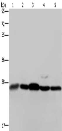 Western Blotting(WB) - HMGB1 Antibody