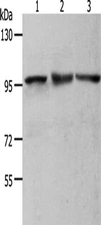 Gel: 8%SDS-PAGE, Lysate: 50 ug, Lane 1-3: NIH/3T3 cells, Hela cells, K562 cells, Primary antibody: CSB-PA232265(MCM4 Antibody) at dilution 1/700, Secondary antibody: Goat anti rabbit IgG at 1/8000 dilution, Exposure time: 10 seconds