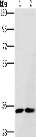 Gel: 8%SDS-PAGE, Lysate: 40 ug, Lane 1-2: A172 cells, Raji cells, Primary antibody: CSB-PA234848(FAIM2 Antibody) at dilution 1/500, Secondary antibody: Goat anti rabbit IgG at 1/8000 dilution, Exposure time: 30 seconds