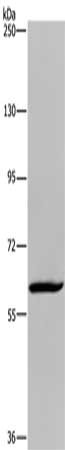 Gel: 6%SDS-PAGE, Lysate: 40 ug, Lane: Hela cells, Primary antibody: CSB-PA560273(MIER2 Antibody) at dilution 1/550, Secondary antibody: Goat anti rabbit IgG at 1/8000 dilution, Exposure time: 10 minutes
