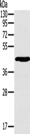 Western Blotting(WB) - SLAMF1 Antibody